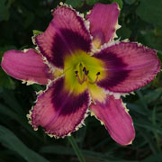 Just Between Us Daylily